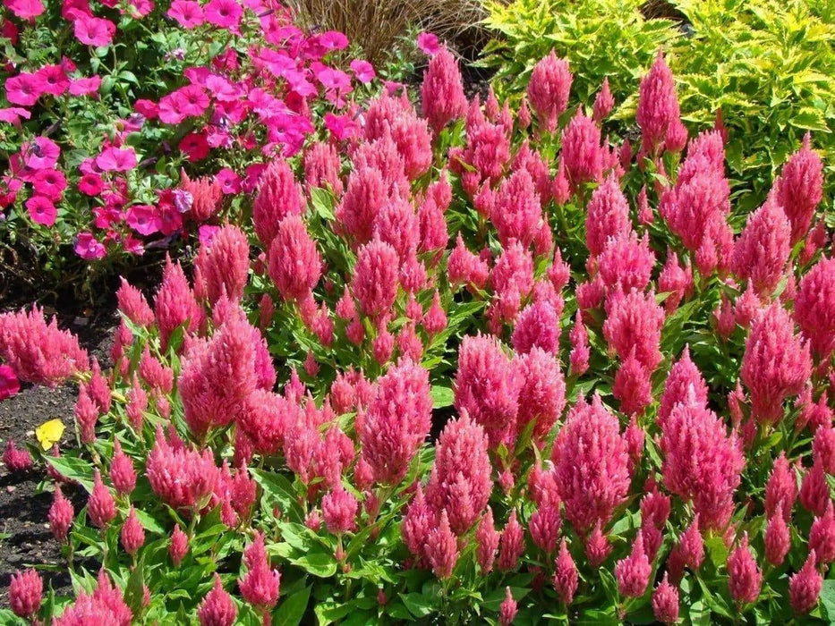 Celosia Seed,"Castle Pink" ,Great for  Garden Bed,Containers,Borders, Landscapes - Caribbean garden seed