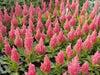 Celosia Seed,"Castle Pink" ,Great for  Garden Bed,Containers,Borders, Landscapes - Caribbean garden seed