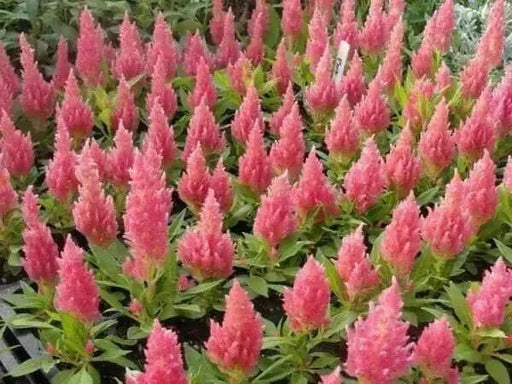 Celosia Seed,"Castle Pink" ,Great for  Garden Bed,Containers,Borders, Landscapes - Caribbean garden seed