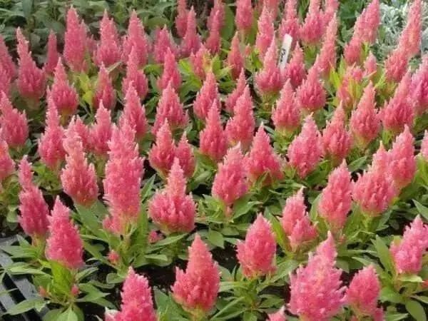 Celosia Seed,"Castle Pink" ,Great for  Garden Bed,Containers,Borders, Landscapes - Caribbean garden seed