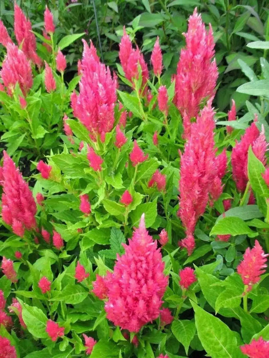 Celosia Seed,"Castle Pink" ,Great for  Garden Bed,Containers,Borders, Landscapes - Caribbean garden seed