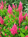 Celosia Seed,"Castle Pink" ,Great for  Garden Bed,Containers,Borders, Landscapes - Caribbean garden seed