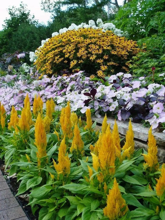 Celosia Seed,Castle Yellow ,Great for  Garden Bed,Containers,Borders, Landscapes - Caribbean garden seed