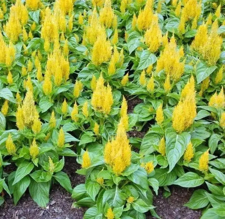 Celosia Seed,Castle Yellow ,Great for  Garden Bed,Containers,Borders, Landscapes - Caribbean garden seed