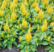 Celosia Seed,Castle Yellow ,Great for  Garden Bed,Containers,Borders, Landscapes - Caribbean garden seed