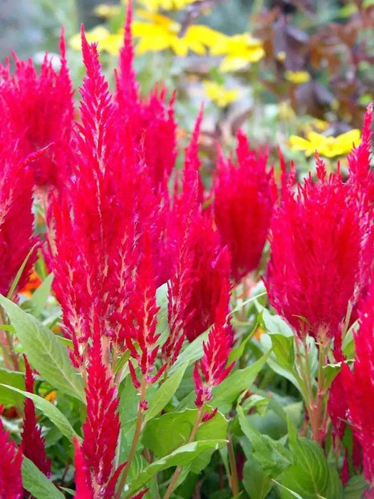 Celosia ,Fresh Look Red Celosia Seeds, started indoors to get a jump start on the growing season - Caribbeangardenseed