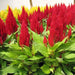 Celosia ,Fresh Look Red Celosia Seeds, started indoors to get a jump start on the growing season - Caribbeangardenseed