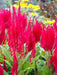 Celosia seeds, - Caribbean garden seed