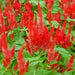Celosia seeds, - Caribbean garden seed