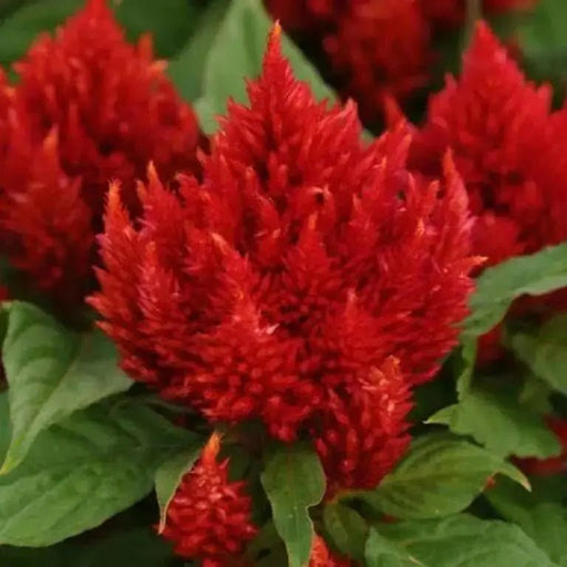 Celosia seeds, - Caribbean garden seed