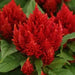 Celosia seeds, - Caribbean garden seed