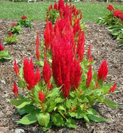 Celosia seeds, - Caribbean garden seed