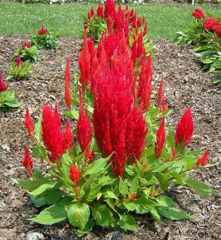 Celosia seeds, - Caribbean garden seed