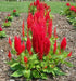 Celosia seeds, - Caribbean garden seed