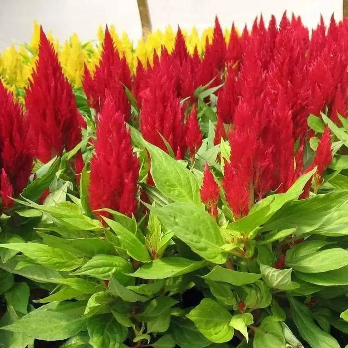 Celosia seeds, - Caribbean garden seed