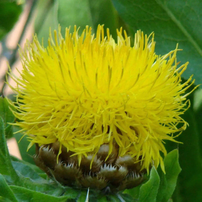 Centaurea Macrocephala  - 100 Yellow Cornflower Seeds, - Caribbean garden seed
