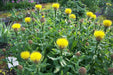Centaurea Macrocephala  - 100 Yellow Cornflower Seeds, - Caribbean garden seed