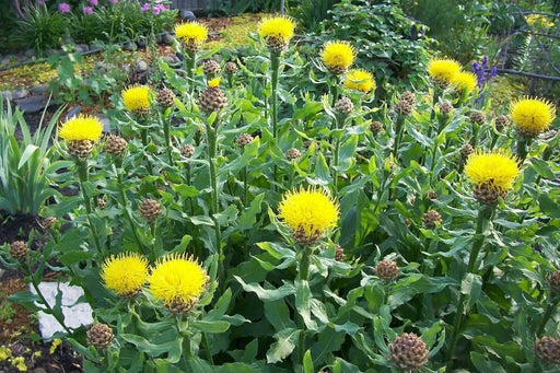 Centaurea Macrocephala  - 100 Yellow Cornflower Seeds, - Caribbean garden seed