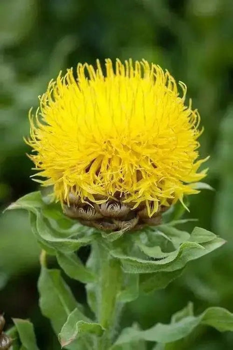 Centaurea Macrocephala  - 100 Yellow Cornflower Seeds, - Caribbean garden seed