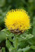 Centaurea Macrocephala  - 100 Yellow Cornflower Seeds, - Caribbean garden seed