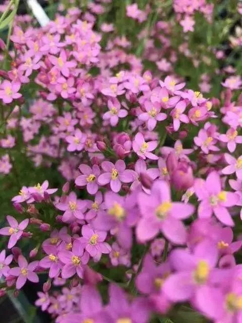 CENTAURY (centaurium erythraea)  WILD FLOWERS seed - Caribbean garden seed