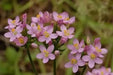 CENTAURY (centaurium erythraea)  WILD FLOWERS seed - Caribbean garden seed
