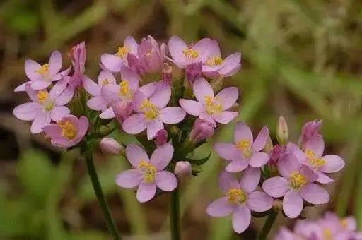 CENTAURY (centaurium erythraea)  WILD FLOWERS seed - Caribbean garden seed