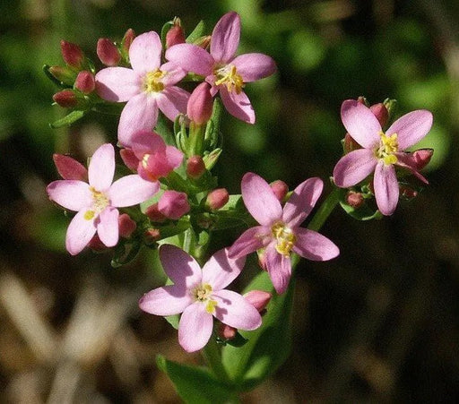 CENTAURY (centaurium erythraea)  WILD FLOWERS seed - Caribbean garden seed