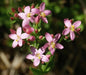 CENTAURY (centaurium erythraea)  WILD FLOWERS seed - Caribbean garden seed