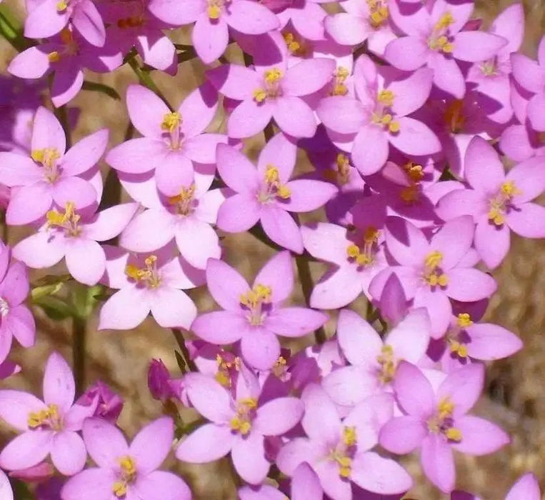 CENTAURY (centaurium erythraea)  WILD FLOWERS seed - Caribbean garden seed