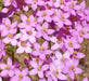 CENTAURY (centaurium erythraea)  WILD FLOWERS seed - Caribbean garden seed