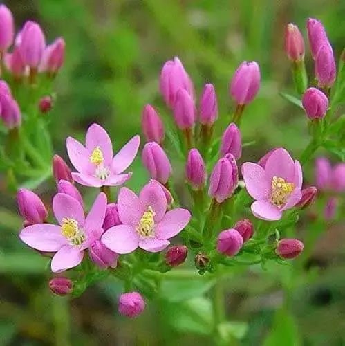 CENTAURY (centaurium erythraea)  WILD FLOWERS seed - Caribbean garden seed