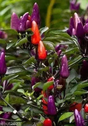 Centennial Pepper Seeds (Ecapsicum annuum) ORNAMENTAL PEPPER - Caribbean garden seed