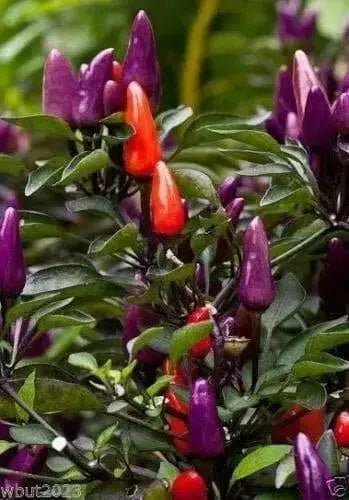 Centennial Pepper Seeds (Ecapsicum annuum) ORNAMENTAL PEPPER - Caribbean garden seed