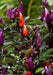 Centennial Pepper Seeds (Ecapsicum annuum) ORNAMENTAL PEPPER - Caribbean garden seed
