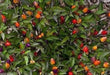 Centennial Pepper Seeds (Ecapsicum annuum) ORNAMENTAL PEPPER - Caribbean garden seed