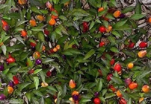 Centennial Pepper Seeds (Ecapsicum annuum) ORNAMENTAL PEPPER - Caribbean garden seed