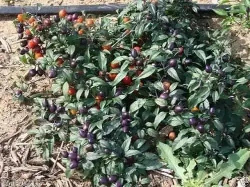 Centennial Pepper Seeds (Ecapsicum annuum) ORNAMENTAL PEPPER - Caribbean garden seed