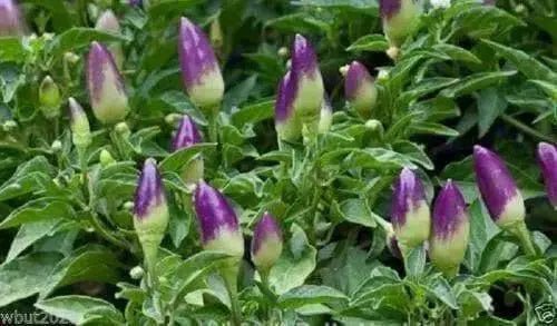 Centennial Pepper Seeds (Ecapsicum annuum) ORNAMENTAL PEPPER - Caribbean garden seed