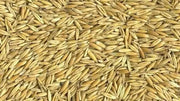 certified organic California Red Oats seed,2 lb./1000 sq.ft or 60 lb/acre - Caribbean garden seed