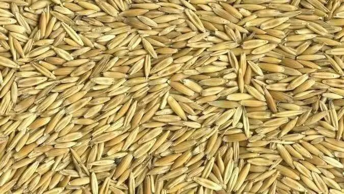 certified organic California Red Oats seed,2 lb./1000 sq.ft or 60 lb/acre - Caribbean garden seed
