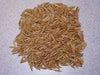 certified organic California Red Oats seed,2 lb./1000 sq.ft or 60 lb/acre - Caribbean garden seed