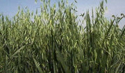 certified organic California Red Oats seed,2 lb./1000 sq.ft or 60 lb/acre - Caribbean garden seed