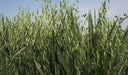 certified organic California Red Oats seed,2 lb./1000 sq.ft or 60 lb/acre - Caribbean garden seed