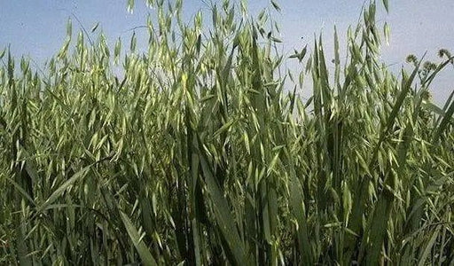 certified organic California Red Oats seed,2 lb./1000 sq.ft or 60 lb/acre - Caribbean garden seed