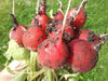Champion' Radish Seeds - annual vegetable - Caribbean garden seed