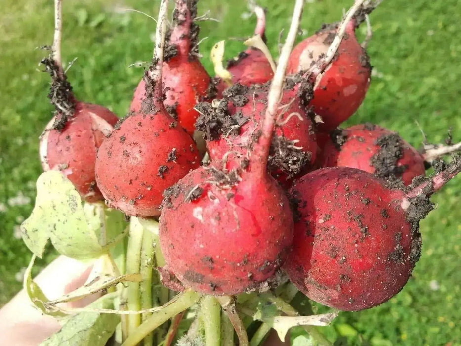 Champion' Radish Seeds - annual vegetable - Caribbean garden seed