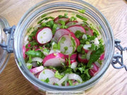 Champion' Radish Seeds - annual vegetable - Caribbean garden seed