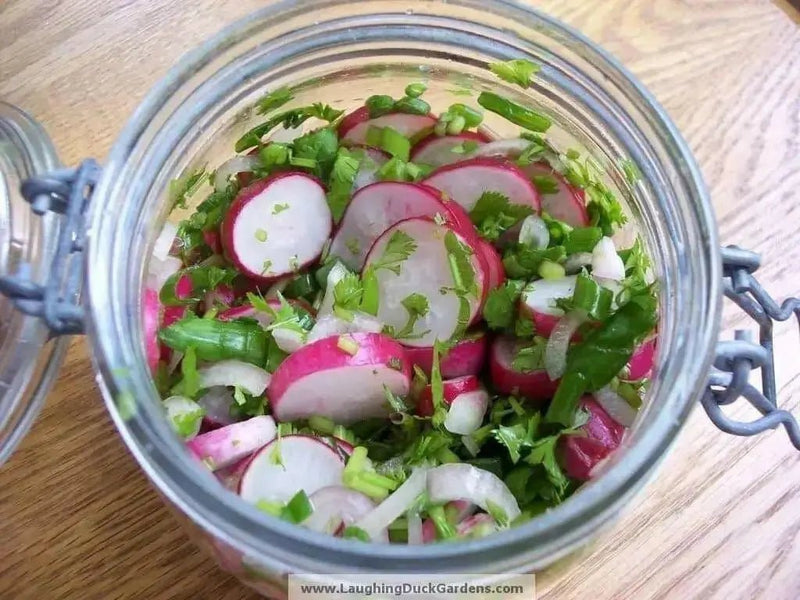 Champion' Radish Seeds - annual vegetable - Caribbean garden seed