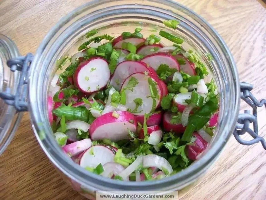 Champion' Radish Seeds - annual vegetable - Caribbean garden seed